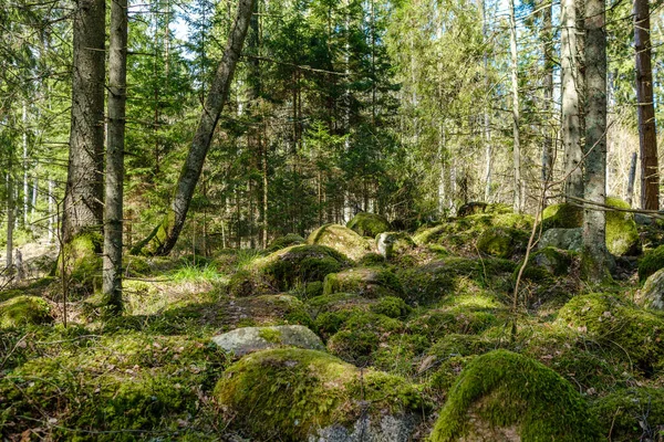 Natural Summer Forest Lush Bushes Tree Trunks Moss Ground Nature — Stock Photo, Image