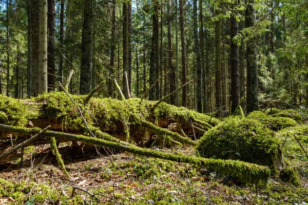 Doğal Yaz Ormanı Çalılar Ağaç Gövdeleri Yerde Yosunlar Ile Doludur — Stok fotoğraf