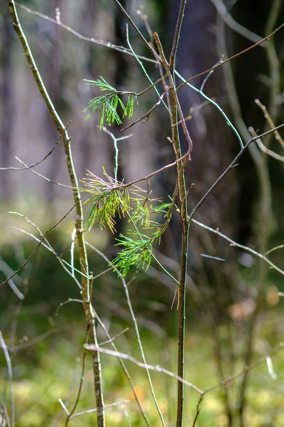 Malé Větve Stromů Jaře Neutrálním Rozmazaném Pozadí Abstraktní Čerstvými Zelenými — Stock fotografie