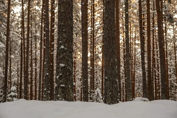 Деревянная Стена Зимнем Лесу Покрытая Снегом Солнцем Светящимся Сквозь Ветви — стоковое фото