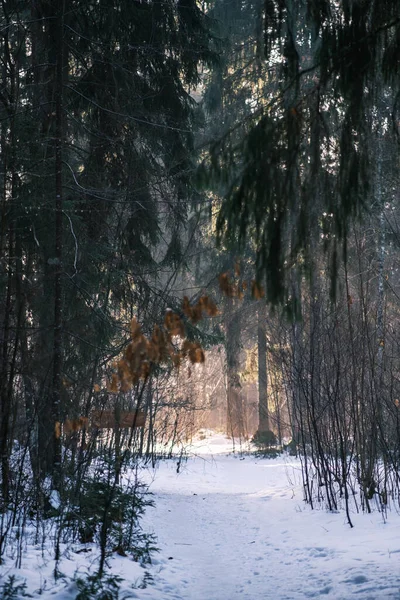 Magisk Vinterskog Med Träd Snötäcke Solig Dag Landet — Stockfoto