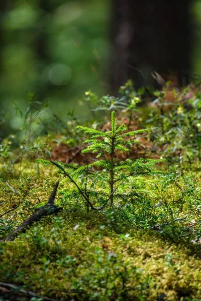 Зеленый Лес Пышный Листьями Листвы Кустарниковой Текстуры Летней Природе — стоковое фото