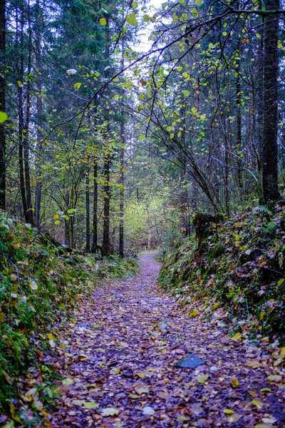 Turistická Stezka Lese Podzim Žlutým Spadaným Listím Stezce — Stock fotografie