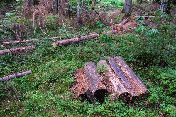 Pile Vieux Bois Rond Dans Scène Forêt Rurale Avec Mousse — Photo