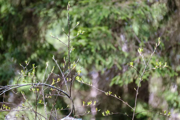中立的な背景で春に小さな木の枝 緑の葉を持つ抽象的な — ストック写真