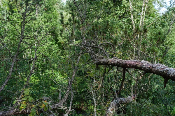 Παλιό Ξηρό Κορμό Δέντρου Ποδοπάτημα Στο Δάσος Για Κορμούς Ξύλου — Φωτογραφία Αρχείου