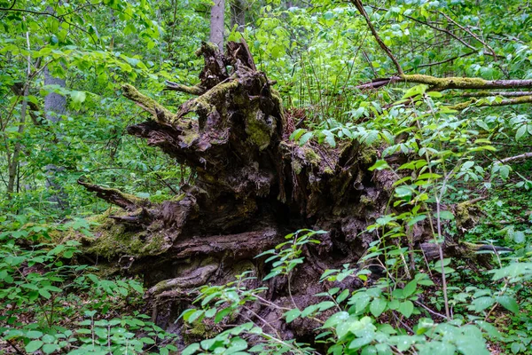 Velho Tronco Árvore Seca Pisar Floresta Para Toras Madeira Lareira — Fotografia de Stock