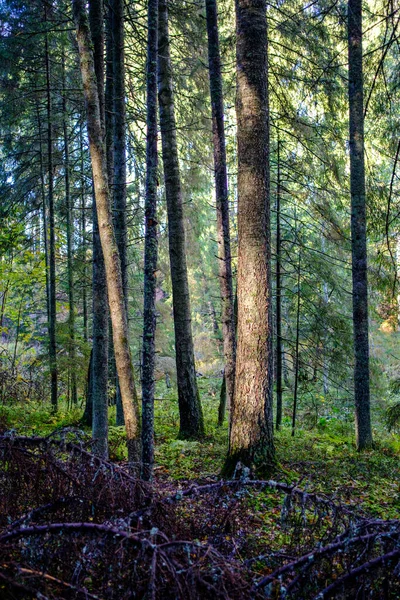 Mörk Höstskog Med Trädstammar Utan Blad Bruna Toner — Stockfoto