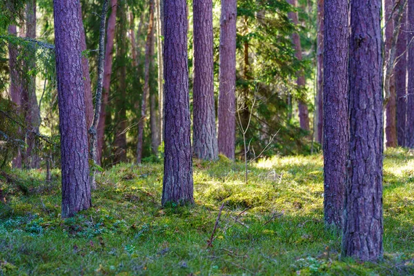 Κορμό Δέντρου Υφή Φόντο Στο Δάσος Άνοιξη Χρώματα Οξιάς — Φωτογραφία Αρχείου