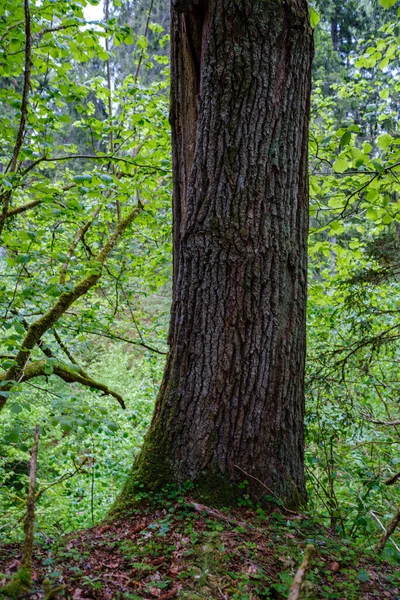 自然環境の森の中にある古い木の幹は — ストック写真