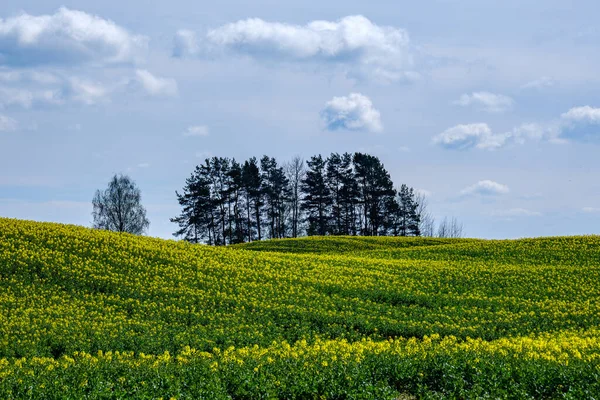 Krajobraz Wiejski Zieloną Łąką Błękitnym Niebem Powyżej Prosta Wieś — Zdjęcie stockowe