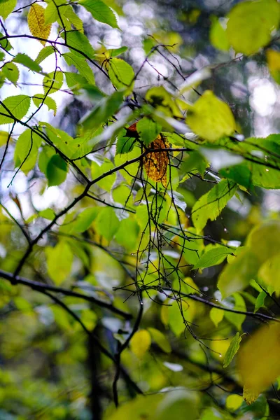 Abstract Autumn Colored Leaf Pettern Nature Blur Background Moody Colors — Stock Photo, Image