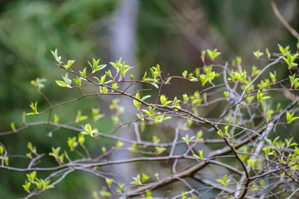 Ramas Árboles Pequeños Primavera Sobre Fondo Borroso Neutro Resumen Con — Foto de Stock