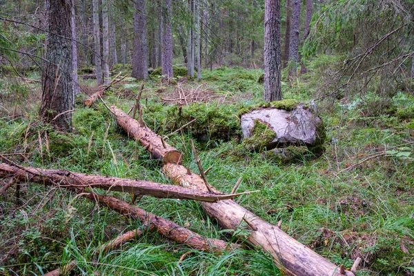 带苔藓和绿色背景的农村森林景观中堆积如山的原木 — 图库照片
