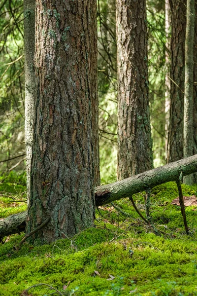 Duży Stary Pień Drzewa Lesie Środowisku Naturalnym — Zdjęcie stockowe