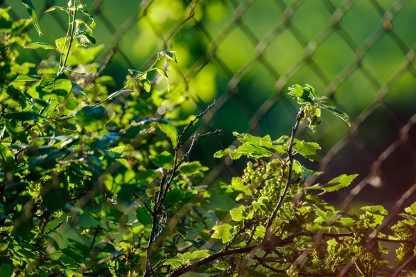 Зелений Ліс Пишний Листям Листям Текстурою Куща Літній Природі — стокове фото