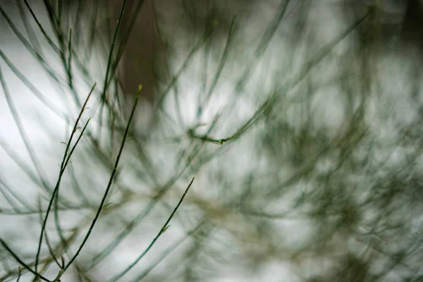 小树枝和树叶在冬季结冰 背景模糊不清 用于设计的抽象纹理 — 图库照片