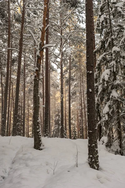 Волшебный Зимний Лес Деревьями Снежным Покровом Солнечный День Стране — стоковое фото