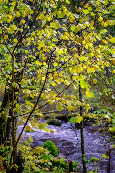 Abstrakcyjny Jesień Kolorowy Liść Pettern Naturze Rozmytym Tle Nastrojowe Kolory — Zdjęcie stockowe