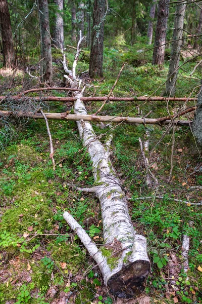 在森林里用干枯的老树干踩踏木柴和生火 — 图库照片