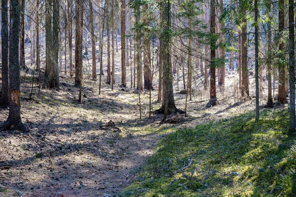 Naturalny Letni Las Bujny Krzewami Pniami Drzew Mchem Ziemi Rezerwat — Zdjęcie stockowe