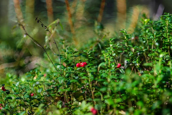 Красная Брусника Зеленом Лесном Дне Летней Листве — стоковое фото