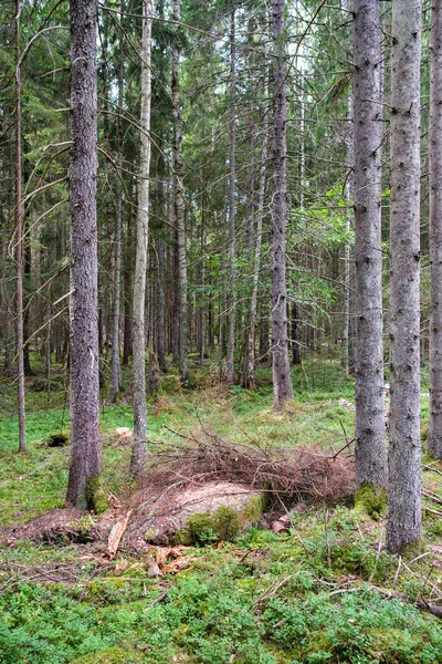 Duże Kamienie Dzikim Lesie Mchem Pęknięciami Czasu — Zdjęcie stockowe
