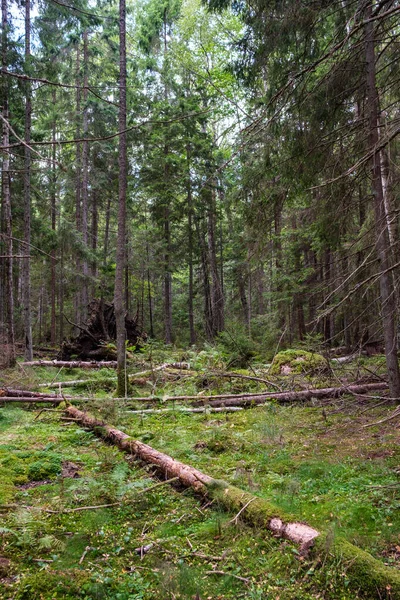 Alter Trockener Baumstamm Wald Für Holzscheite Und Feuerstelle — Stockfoto