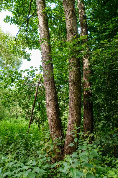 Grande Tronco Albero Vecchio Nella Foresta Ambiente Naturale — Foto Stock