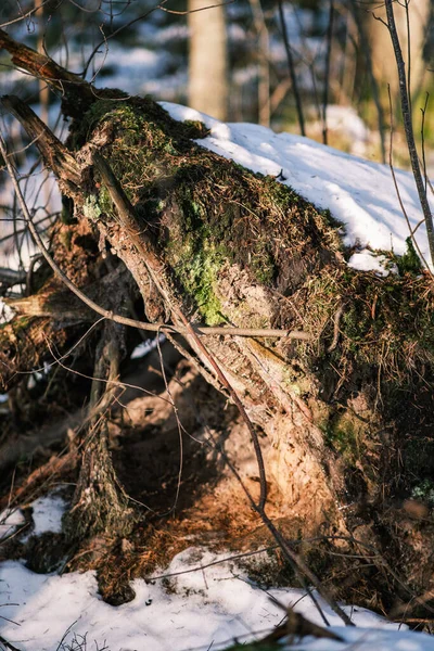 Vieux Tronc Arbre Sec Piétiner Dans Forêt Pour Les Bûches — Photo