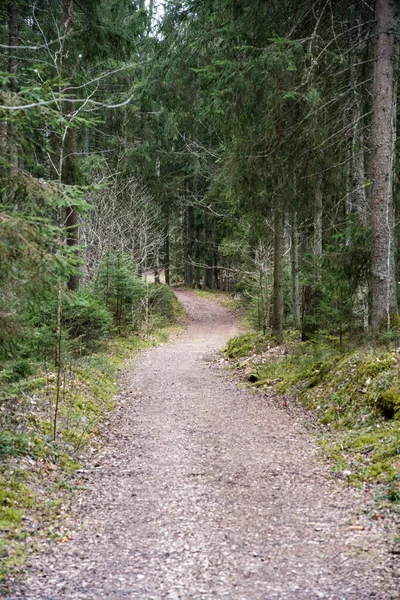 Beau Chemin Gravier Dans Forêt Printemps Arbres Sans Feuilles — Photo