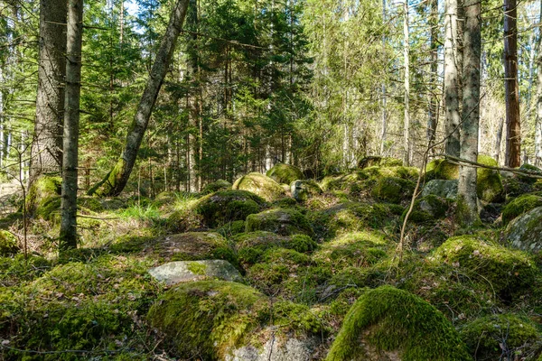 Натуральный Летний Лес Пышный Кустами Стволами Деревьев Мхом Земле Заповедник — стоковое фото