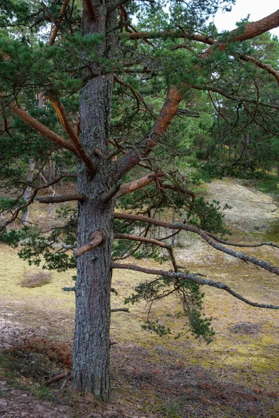 Velký Starý Kmen Stromu Lese Přírodním Prostředí — Stock fotografie