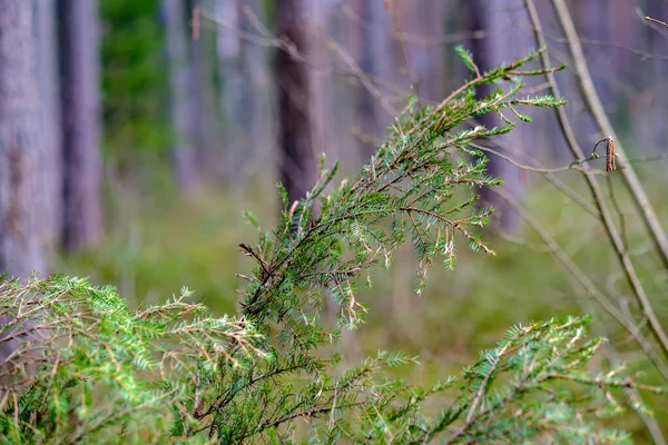 地面に茂み幹や苔が茂る天然の夏の森 鳥類や動物の自然保護区 — ストック写真