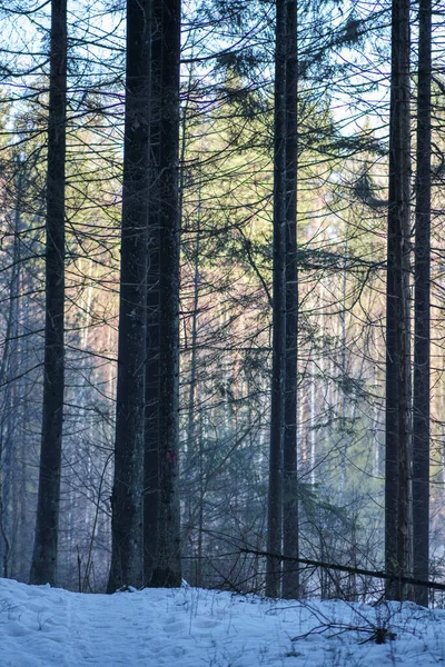 Trädstam Vägg Vinterskog Täckt Med Snö Och Sol Skiner Genom — Stockfoto