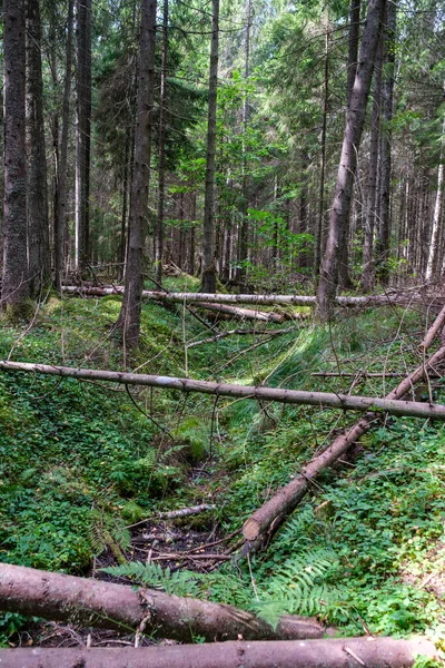 Vecchio Tronco Albero Secco Calpestio Nella Foresta Tronchi Legno Camino — Foto Stock