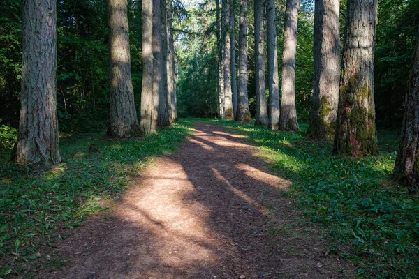 Trilha Turística Floresta Outono Com Folhas Amarelas Caídas Caminho — Fotografia de Stock