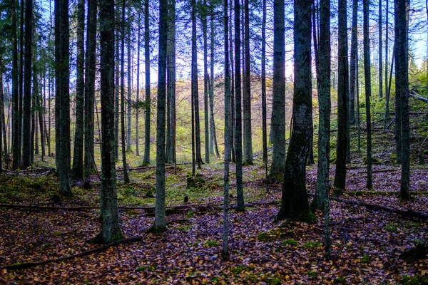 Forêt Automne Sombre Avec Troncs Arbres Sans Feuilles Dans Des — Photo