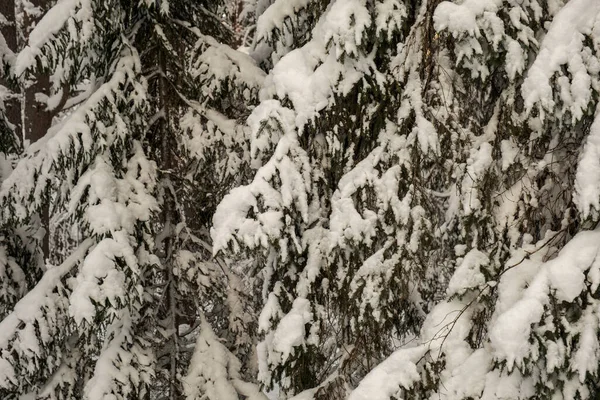 Parete Del Tronco Albero Nella Foresta Invernale Coperta Neve Sole — Foto Stock