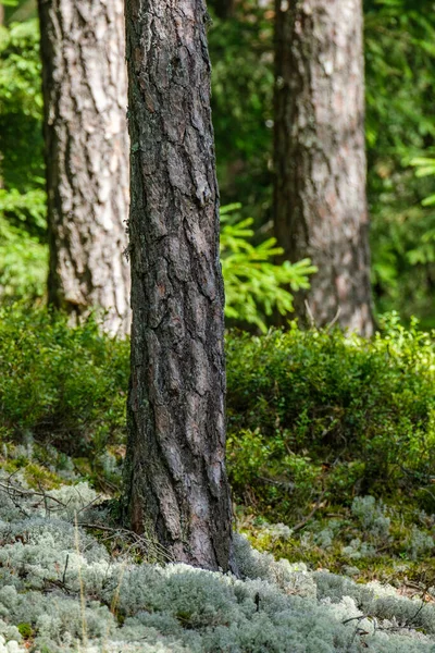 自然環境の森の中にある古い木の幹は — ストック写真
