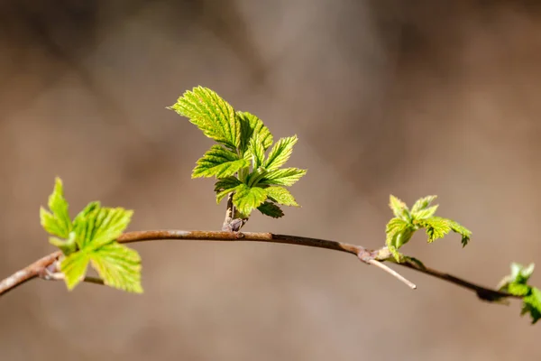 Small Tree Branches Spring Neutral Blur Background Abstract Fresh Green — Stock Photo, Image