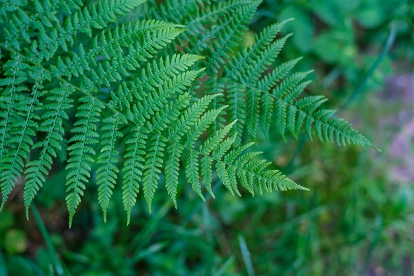 緑の夏の牧草地抽象的な花や草の質感 — ストック写真