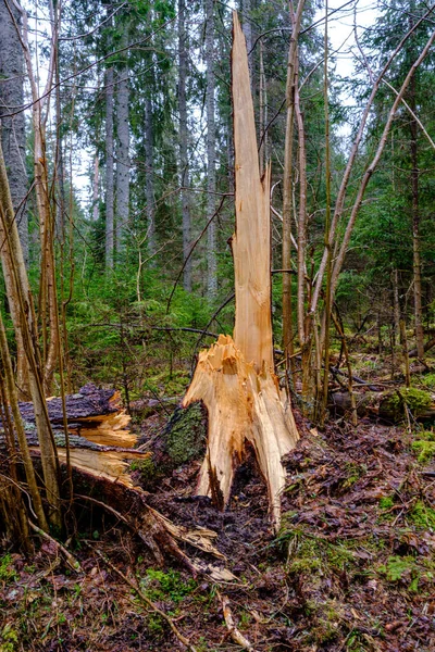 Baumstamm Wird Sommer Von Biberzähnen Gefällt — Stockfoto