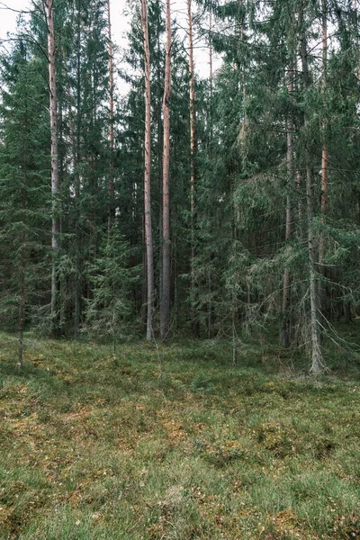 山毛榉色春林树干质感背景 — 图库照片