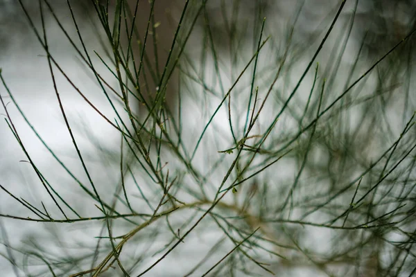 나뭇가지와 잎들은 겨울에는 얼어붙는다 설계를 추상적 — 스톡 사진