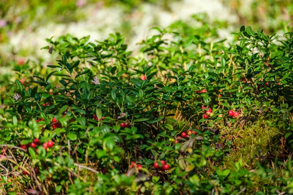 Κόκκινα Lingonberries Πράσινο Κρεβάτι Δάσος Καλοκαίρι Φύλλωμα — Φωτογραφία Αρχείου