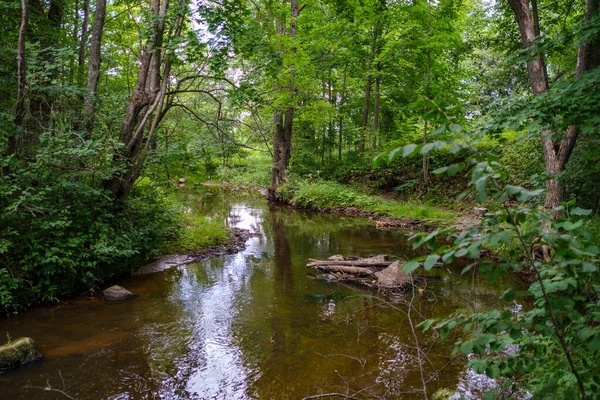 Повільна Лісова Річка Літньому Зеленому Лісі Камінням Струмку Дрібними Водоспадами — стокове фото