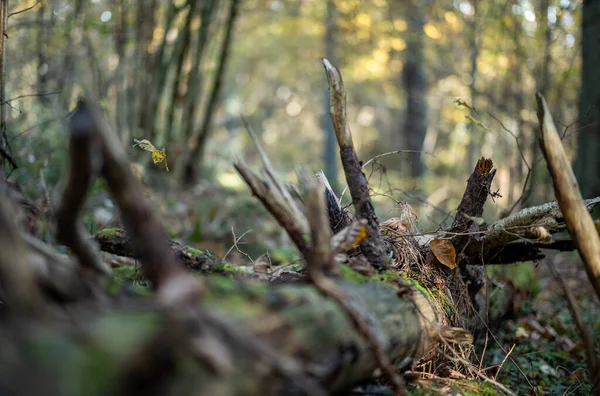 木の丸太と暖炉のための森の古い乾燥した木の幹の胃 — ストック写真