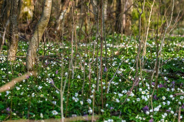 緑の草原を背景に白い小さな春の花を咲かせ — ストック写真
