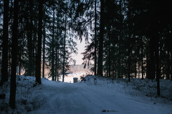 Magica Foresta Invernale Con Alberi Sotto Copertura Neve Giornata Sole — Foto Stock